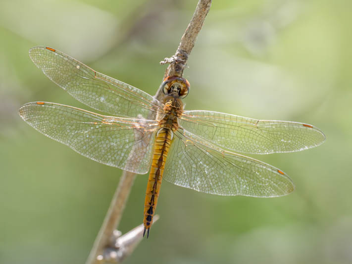 Pantala flavescens female-2.jpg